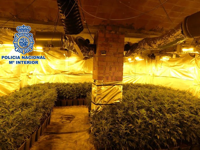 Plantació de marihuana en una finca de més de 52.000 metres quadrats