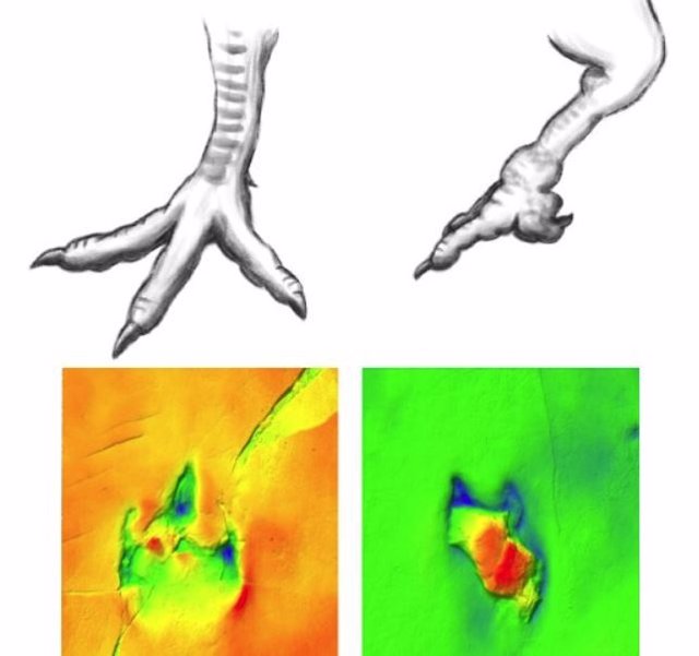 El segundo dedo del pie, en lugar de extenderse como es común en los pies de los dinosaurios tridáctilos, estaba curvado hacia atrás. Todas las huellas del pie izquierdo muestran esta deformidad, a diferencia de las huellas del pie derecho.