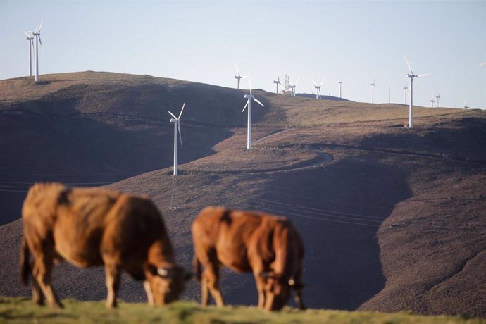 Archivo - ¡Varias vacas pastan frente a aerogeneradores en el Parque eólico de Montouto, de la Serra do Xistral, en la comarca de Terra Cha, a 22 de febrero de 2022, en Abadín, en Lugo, Galicia (España). La nueva ley de eólicos que prepara la Xunta de G