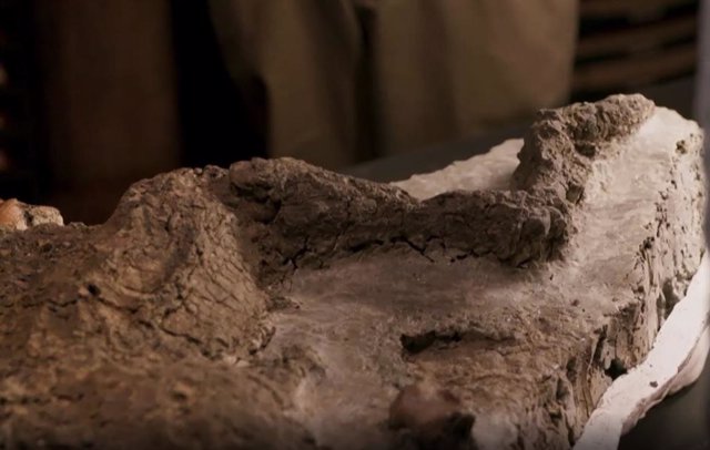 Imagen de la extremidad de dinosaurio excavada en Dakota del Norte