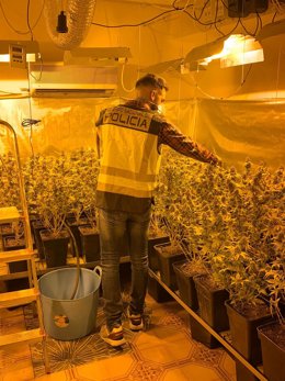 Plantas intervenidas