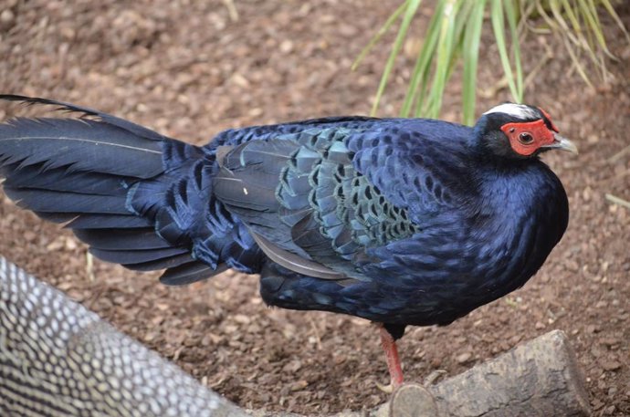 Bioparc Fuengirola participa la conservación del faisán de Edwards, una de las aves más amenazadas del mundo