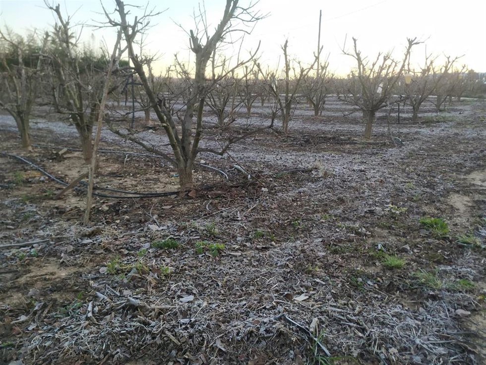 Heladas en campos valencianos