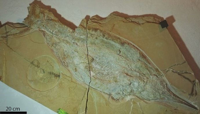 Aegirosaurus del Jurásico tardío de Eichsttt-Blumenberg, Alemania.