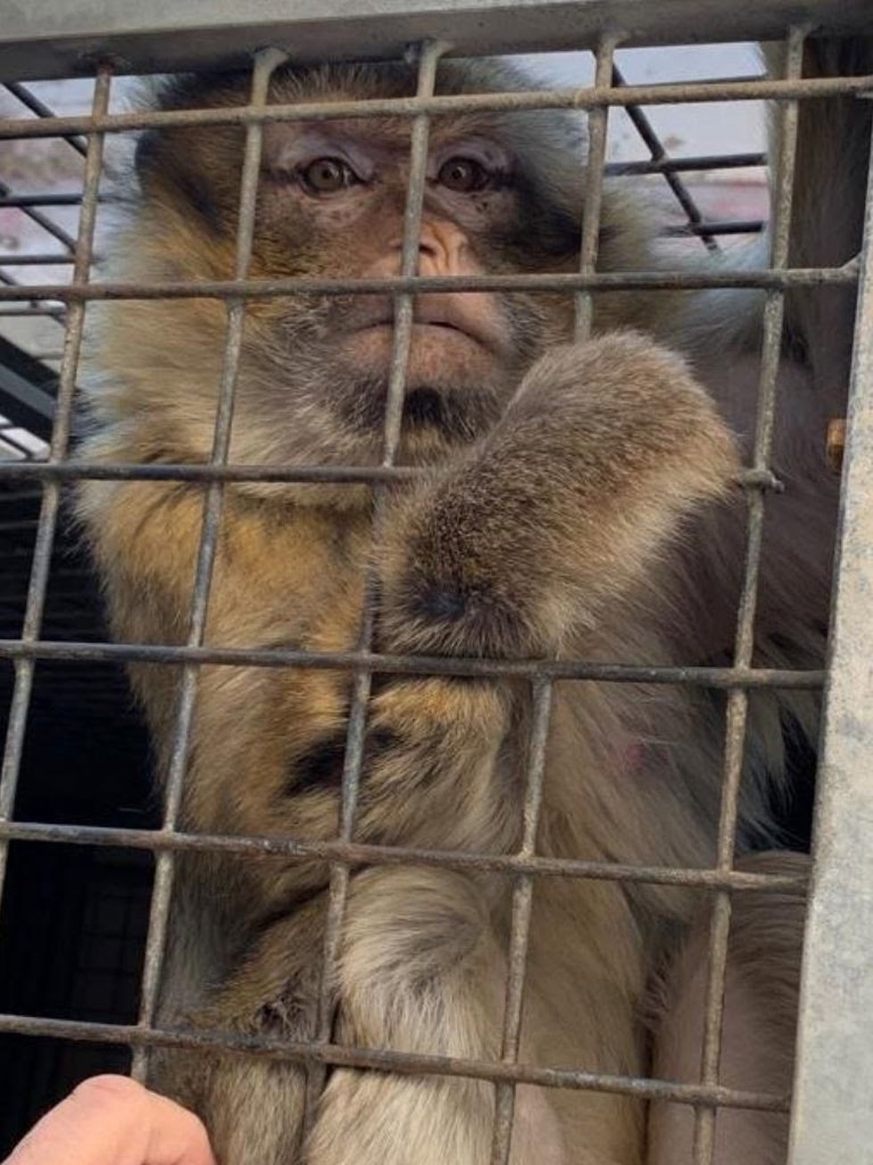 Faiza y Nico, dos macacos de Berbería (Macaca sylvanus) han sido trasladados desde Melilla a las instalaciones de la AAP Primadomus, en Alicante
