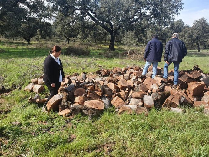 Supervisión de los trabajos forestales en el Parque Natural de Sierra Morena en Sevilla.