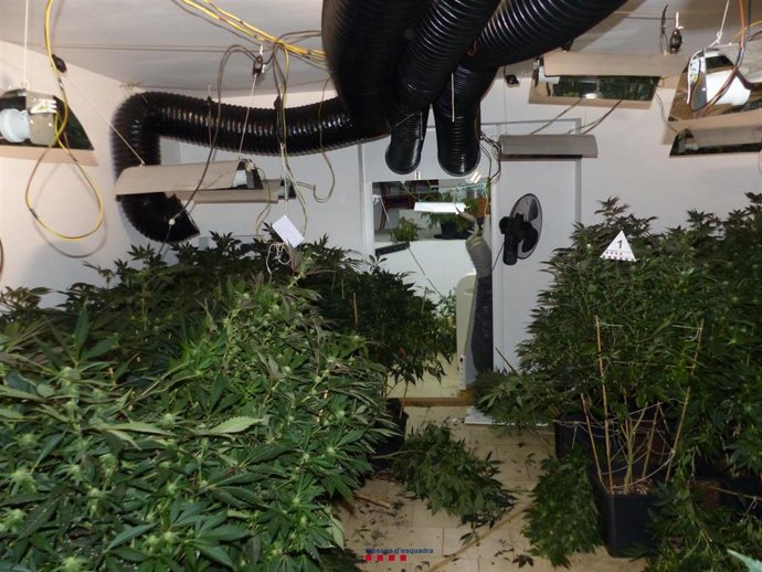Las 962 plantas de marihuana se encontraron en una vivienda de Pau (Girona)