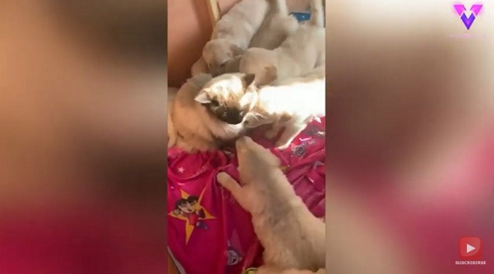 Este gato es el protector de una camada de Golden Retriever | Perros y gatos