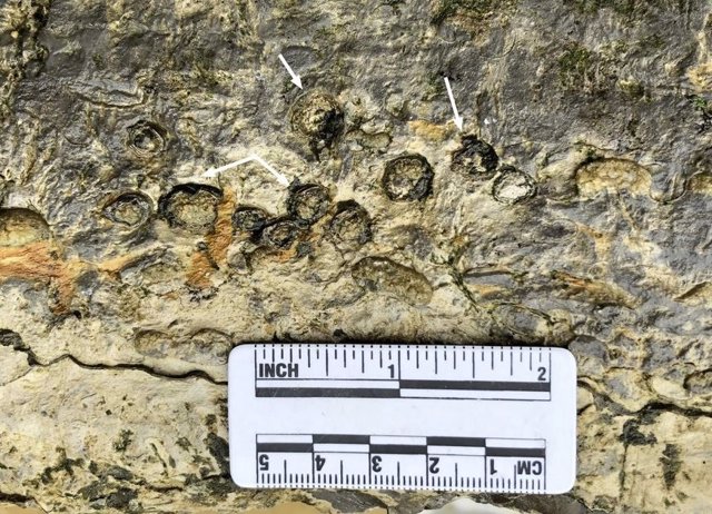 Los huesos vertebrales del reptil marino recién identificado se exponen durante el trabajo de campo. Las flechas indican costillas, expuestas en sección transversal.