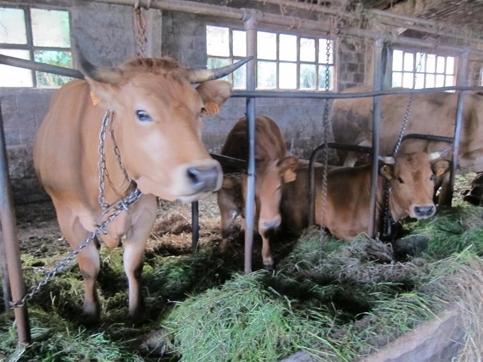 Archivo - Granja bovina de Asturias.