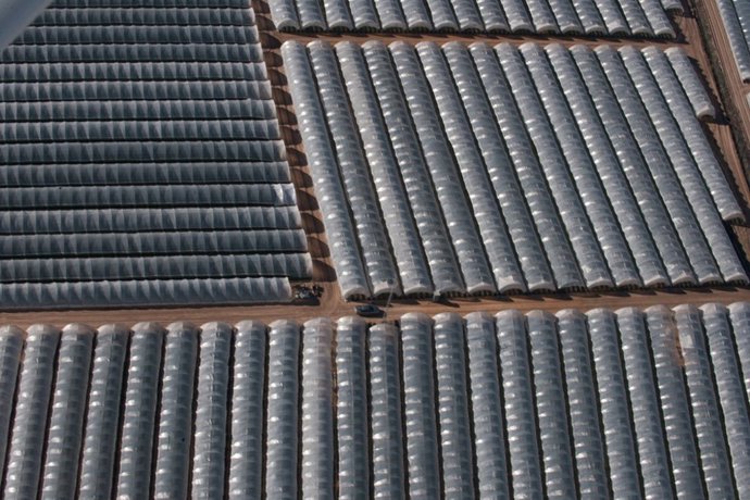 Área de cultivo intensivo de fresa en los alrededores de Doñana.