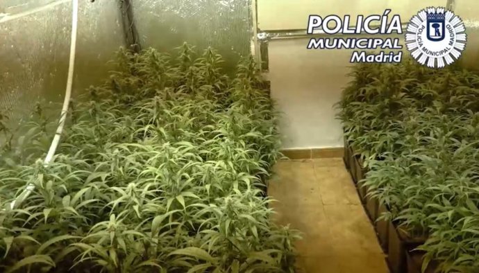 Archivo - Policía Municipal de Madrid halla 229 plantas de marihuana cuando desahuciaban un piso en Cuatro Vientos