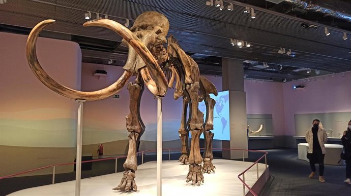 Esqueleto real de mamut en la exposición