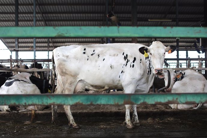 Una vaca lechera, de la raza bovina frisona, en las instalaciones de la granja, Sociedad Agraria de Transformación (SAT) Hermanos Miguel, a 19 de marzo, en Talavera de la Reina, Toledo, Castilla La Mancha (España). Esta ganadería se ha visto afectada po