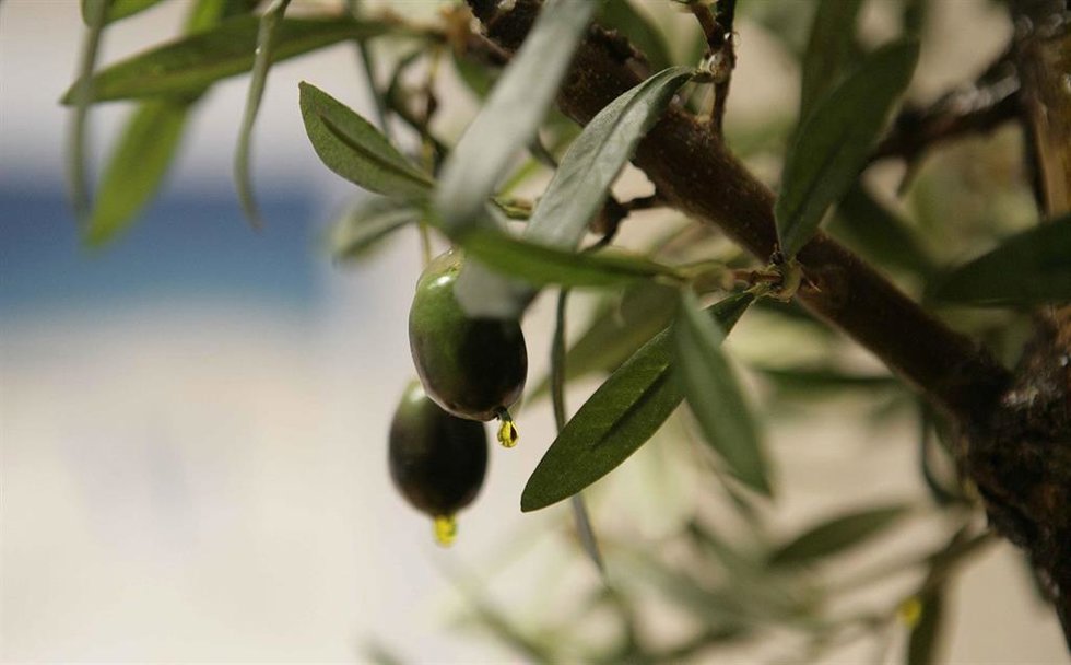 Olivo con aceitunas