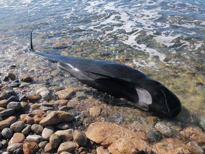 Imagen del cetáceo, un calderón común, encontrado fallecido en La Azohía