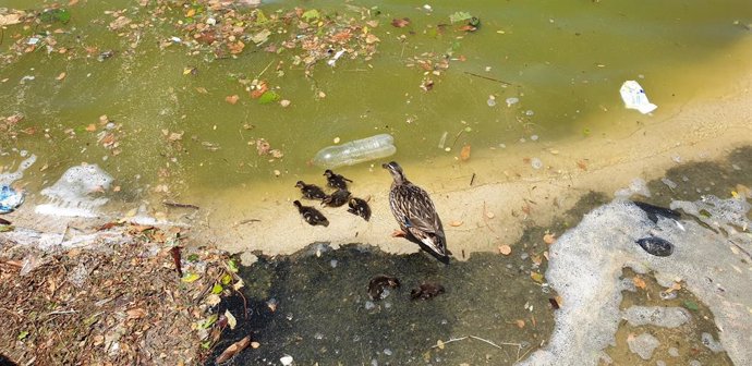 Archivo - Una hembra de ánade real con sus crías nadando entre suciedad y una botella de plástico en el lago del Parque Juan Carlos I de Madrid.