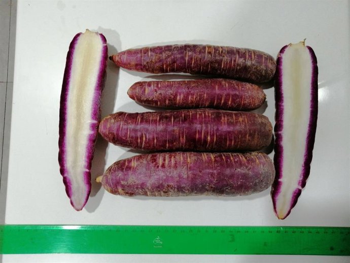 Zanahoria modrada de Villena