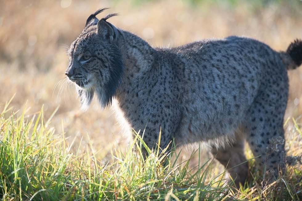 Archivo - Un lince ibérico en Doñana. Archivo.