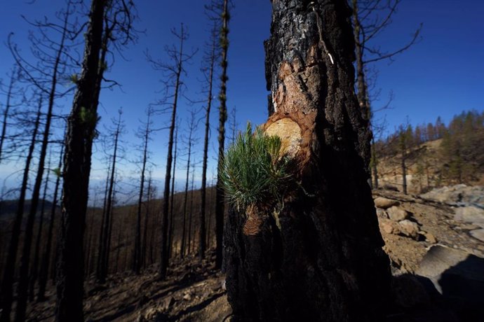 Las 3.028 hectáreas quemadas en Arico comienzan a recuperarse tras los trabajos del Cabildo