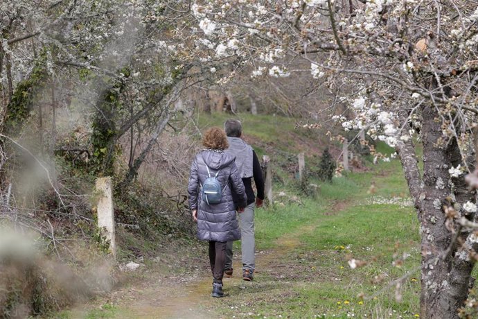 Una pareja pasea por un camino con los cerezos en flor, en Corullón, León