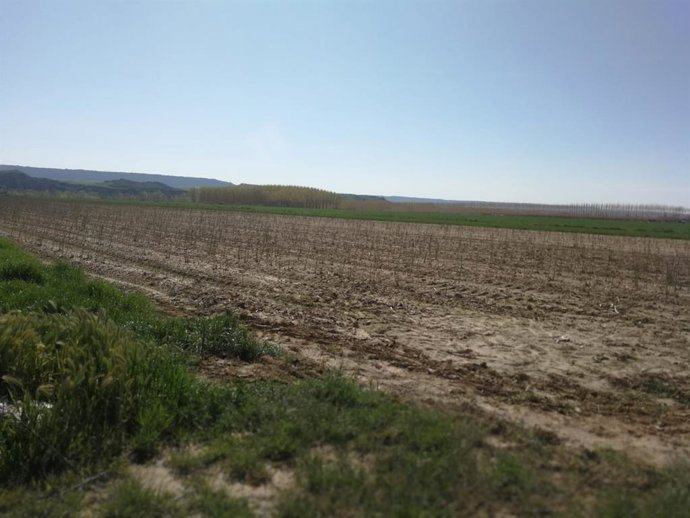 Campaña del espárrago