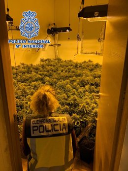 Tres detenidos con un cultivo de 259 plantas de marihuana en tres viviendas de Almería capital