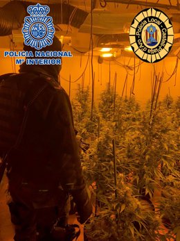 La plantació de 400 plantes de marihuana a Platja d'Aro