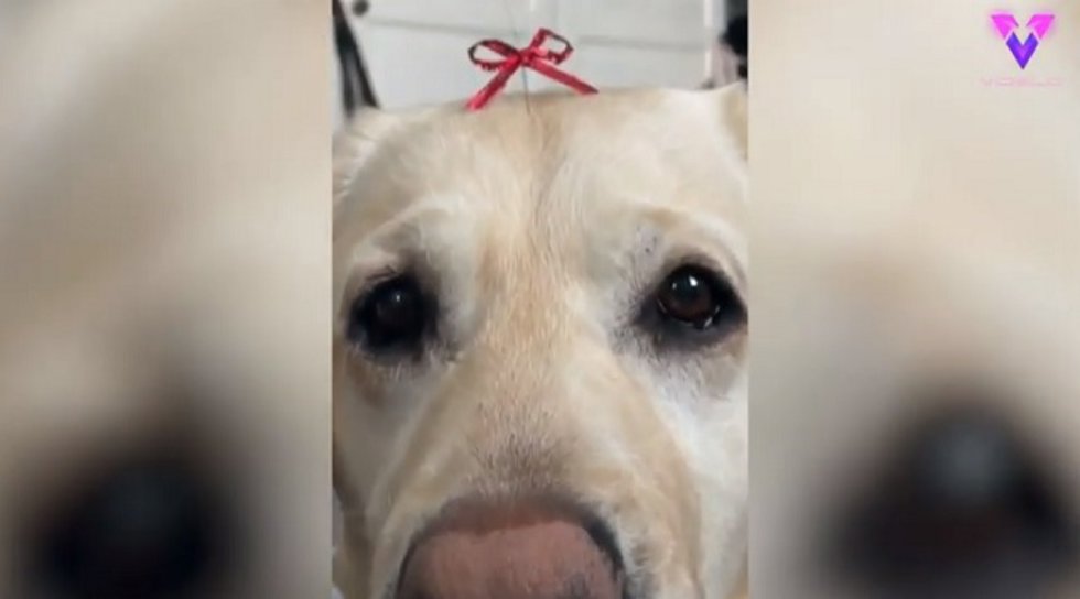 AL PERRO LE CRECE UN BIGOTE EN LA FRENTE