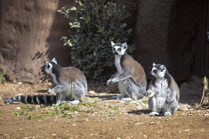 Lemures en Sendaviva