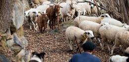 Ayudas asociadas ganaderas al sector ovino y cabrío de la Política Agrária Común