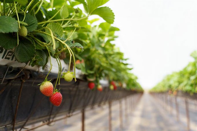 Archivo - Finca de fresas en Güímar