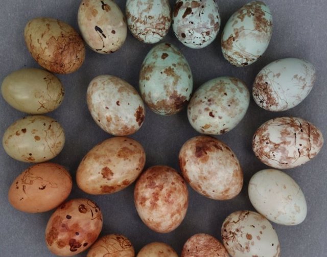 El nuevo estudio sugiere que una restricción genética en los pinzones de cuco puede explicar su aparente incapacidad para imitar este tipo de huevo huésped.