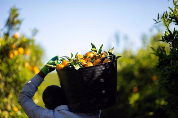 Agricultor recogiendo y cargando naranjas