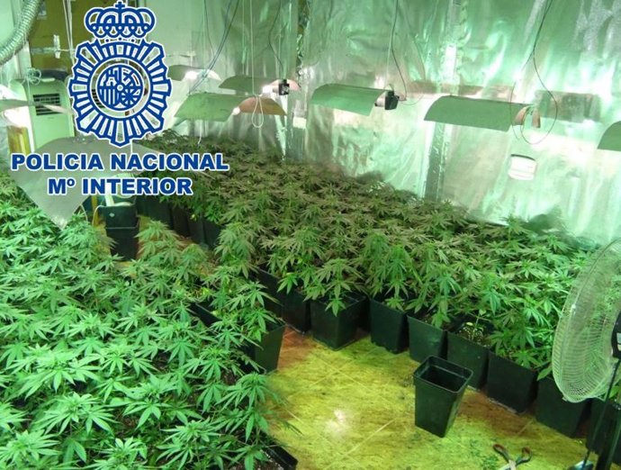 Plantación de marihuana intervenida por la Policía Nacional.