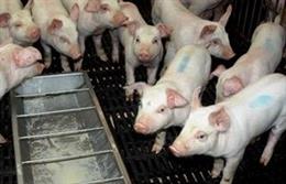 Archivo - Explotación porcina. Foto archivo.