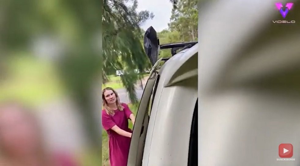 Se encontraron con dos ENORMES arañas en dentro de la furgoneta