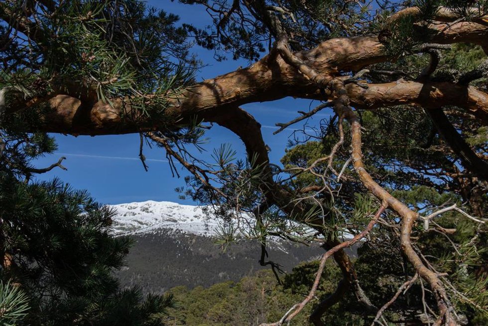 Vistas del Macizo de Peñalara desde el Pinar de los Belgas, a 7 de abril de 2022, en Madrid (España). 