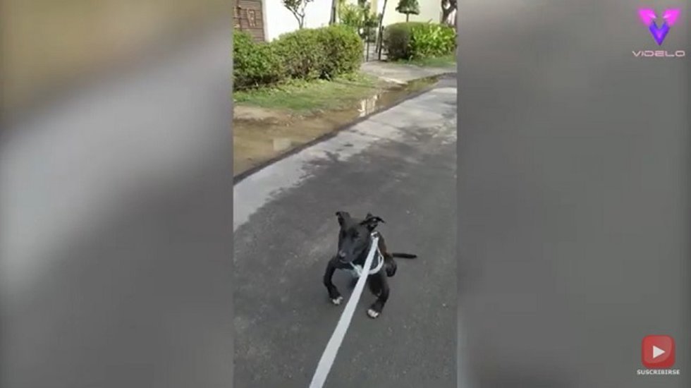 Dos perros discapacitados son mejores amigos | Emotivos