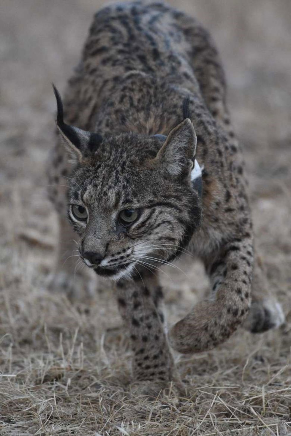 Archivo - Un ejemplar de lince ibérico.