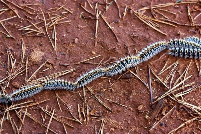 Archivo - Imagen de archivo de la procesionaria del pino.