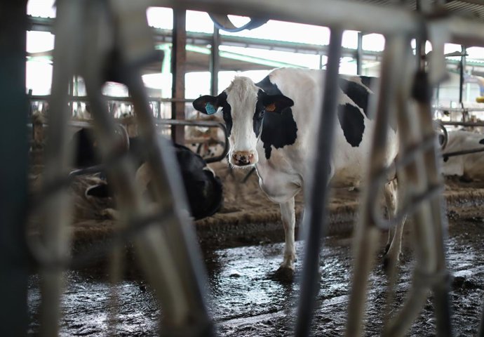 Imatge de recurs d'una vaca en una granja