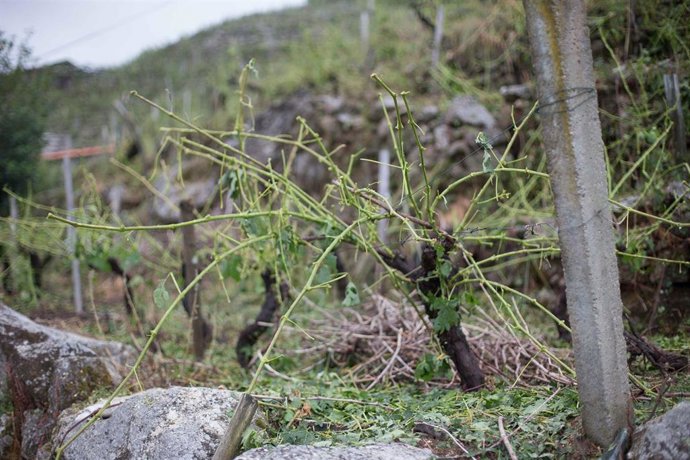 Archivo - Destrozos en los viñedos de la propiedad de Adega Amedo, bodega incluida en la D.O. Ribeira Sacra, consecuencia de los efectos de un fuerte granizada  en 2021
