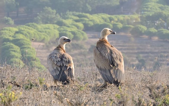 Pareja de buitres leonados.