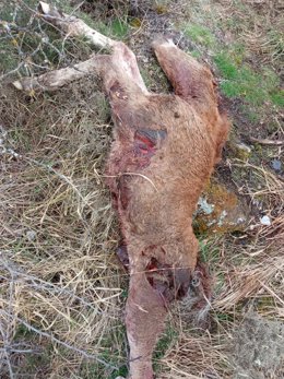 Un ternero muerto por un ataque de lobos.