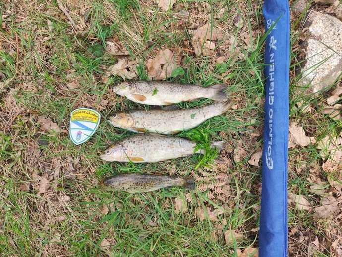 Cuatro de los ejemplares de truchas requisados por agentes medioambientales en Friol (Lugo).