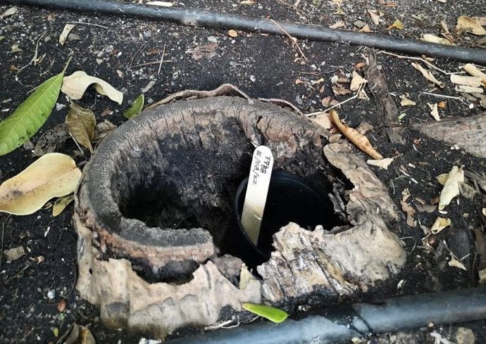 Trampa para mosquitos 'Aedes Aegypti' en La Palma