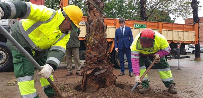 Guevara contempla la plantación de una palmera 'robusta' en el Parque Rojo de Pino Montano.