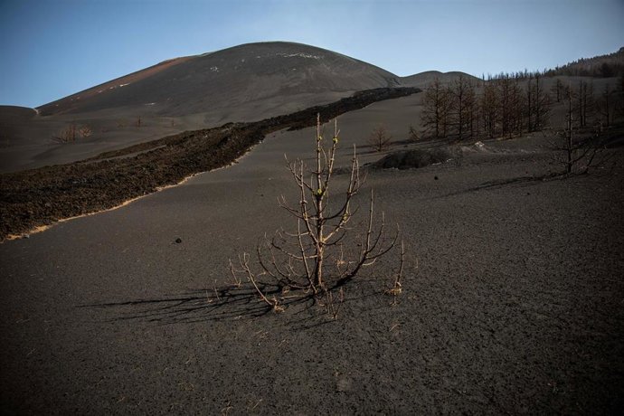 Archivo - Nuevos brotes verdes en pinos canarios sepultados por la ceniza y afectados por los gases tóxicos emanados por el volcán en la zona de Las Manchas