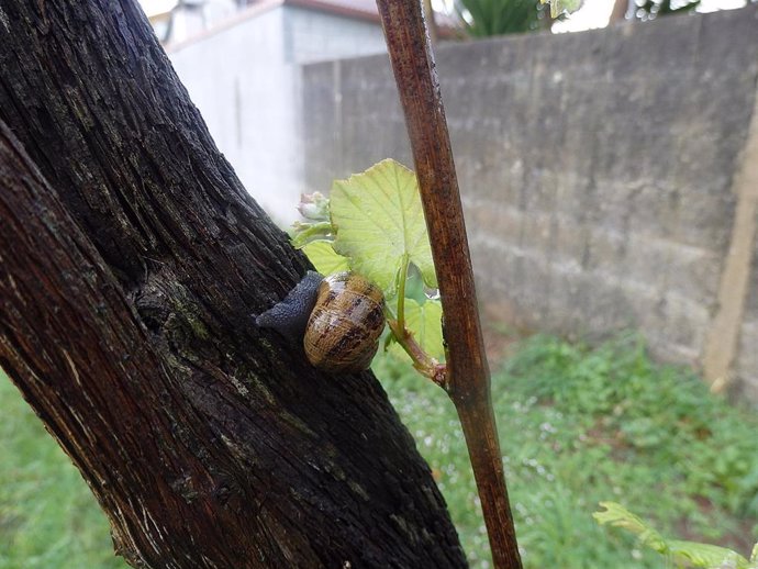 Caracoles en viñas de la provincia de Pontevedra.